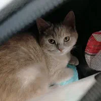 گربه اسکاتیش