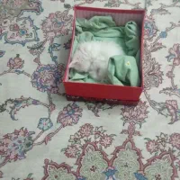 گربه پرشین سفید