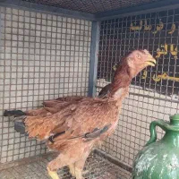 مرغ لاری نسل دار