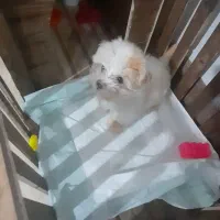 سگ سایز جیبی خوشکل وبازی گوش