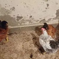 ۳ عدد مرغ تخمگذار همراه یک خروس