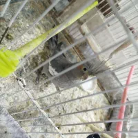 عروس هلندی نر