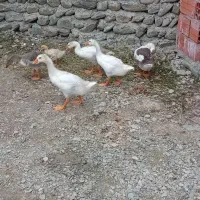 غاز