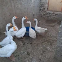 قوغاز چینی گردن ماری (تخم موجود هست)|حیوانات مزرعه|زابل, |دیوار