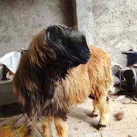 کووه کله سیاه