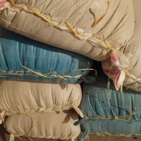 یک تن گندم فروش فوری