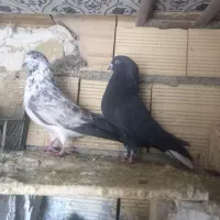 کبوتر پرشتی