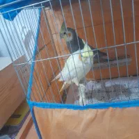 عروس هلندی بالغ جوجه داده|پرنده|رشت, حمیدیان|دیوار