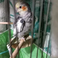 عروس هلندی|پرنده|قم, یخچال قاضی|دیوار