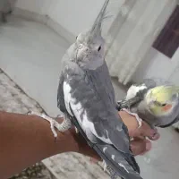 ماده|پرنده|بم, |دیوار