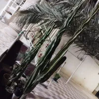 فروش کاکتوس سایزهای مختلف|گل و گیاه طبیعی|خورموج, |دیوار