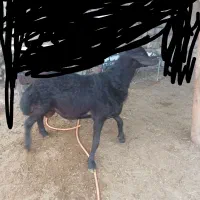 بره نر