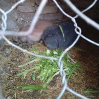 دو تا خرگوش لپ اصل با بهترین نطاد