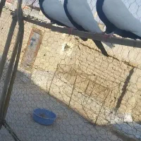 فروشی کبوتر|پرنده|میانه, |دیوار