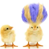 جوجه مرغ (درجه یک)