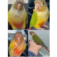 گم شده