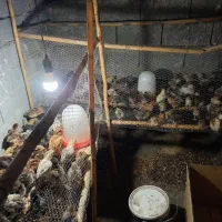 جوجه محلی انتخاب شما،،کیفیت از من ۷ روزه دونه ۳۰|حیوانات مزرعه|فریدونکنار, |دیوار