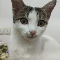 «بچه گربه»