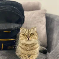 واگذاری گربه اسکاتیش فولد ماده آماده جفت