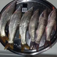 آبگرمکن ماهی|ماهی|آبدانان, |دیوار