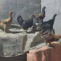 مرغ ف