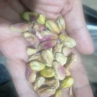 انواع مغزگلدارومغزکارگاهی|خوردنی و آشامیدنی|اسلامشهر, مظفریه|دیوار