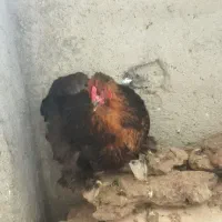 مرغ خروس برهمای اصل|حیوانات مزرعه|ارشق, |دیوار