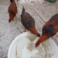 خروس نوچه 6عدد