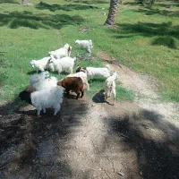 فروش کهره شیر