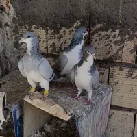 کبوتر رنگی|پرنده|بوئین زهرا, |دیوار