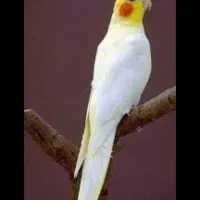 طوطی عروس سخنگو اهلی