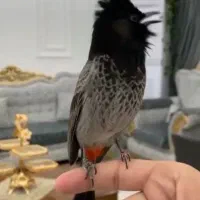 پرنده|پرنده|بندرعباس, |دیوار