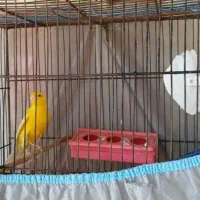 قناری نر زرد