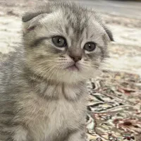 اسکاتیش تبی