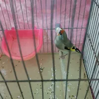 سهره کرمانی نر|پرنده|اقبالیه, |دیوار