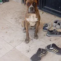 سگ باکسر اصیل