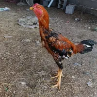 خروس لاری|حیوانات مزرعه|گمیشان, |دیوار