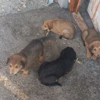 واگزاری سگ نژاد عالی