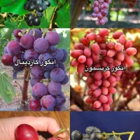نهال انگور موندراپ و انواع انگور های خارجی