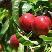 پیش فروش نهال هلو و شلیل ، سیب ، گلابی|گل و گیاه طبیعی|سمیرم, |دیوار