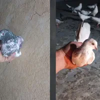 ۲تا کفترغریبگیری قاره خرمایی جوجه خال قرمز