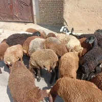 بره نر ماده