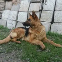 ژرمن شیب دار نرو ماده باتوله|سگ|کرج, شهرک رازی (حصارک)|دیوار