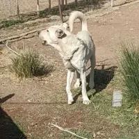 سگ سرابی اصیل