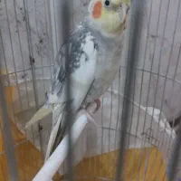 عروس هلندی و مینا