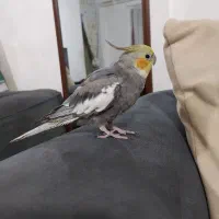 عروس هلندی نر سخنگو|پرنده|لاهیجان, خمیر کلایه|دیوار