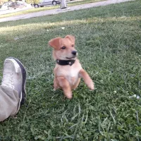 واگذاری توله اشپیتز