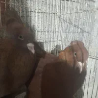 رواعب راعبی زینتی تک کاکل و دوکاکله|پرنده|تهران, امام زاده عبدالله|دیوار