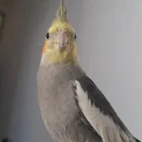 باسلام یک عدد عروس هلندی کمشده رنگ خاکستری هس