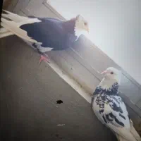 جفت کبوتر